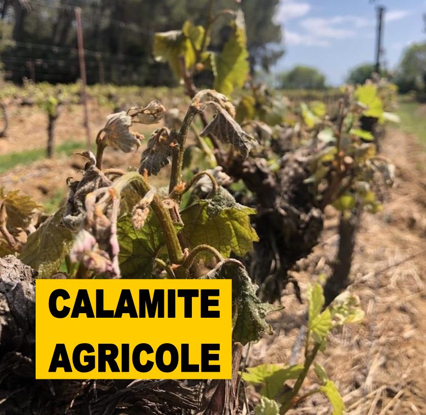 You are currently viewing Reconnaissance du caractère de calamité agricole aux dommages subis par les agriculteurs de l’Hérault